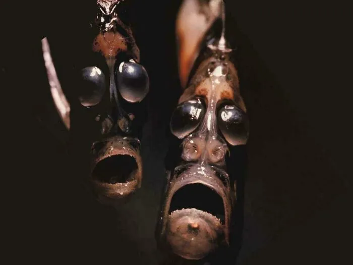 Hatchet Fish Faces Looking Like The Souls Of The Damned