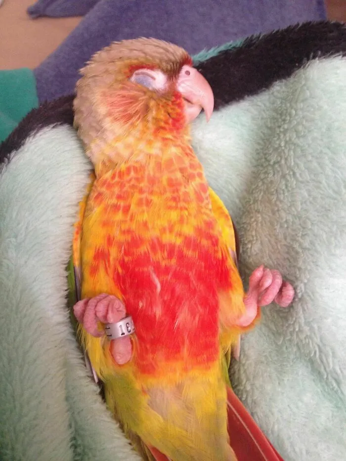 the chick sleeping on the cover