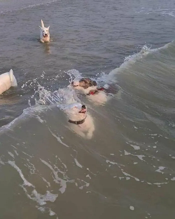 Dog vs. Wave