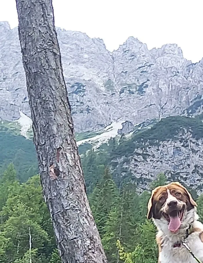 Shoutout To The Time I Wanted To Take A Beautiful Photo Of The Landscape And My Dog Just Went...