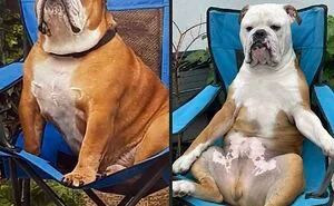 45 Of The Silliest New Pics Of Doggos ‘Malfunctioning’, As Shared On This Online Group
