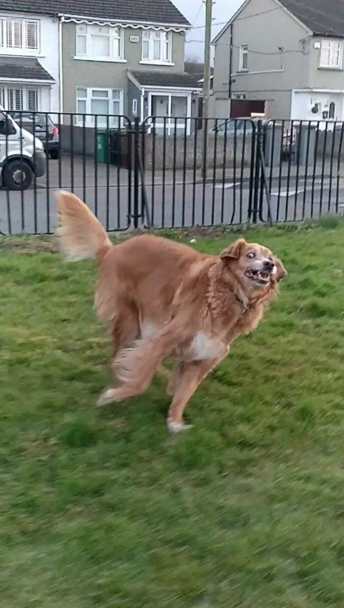 Una foto del perro de mi hermana pasándola genial