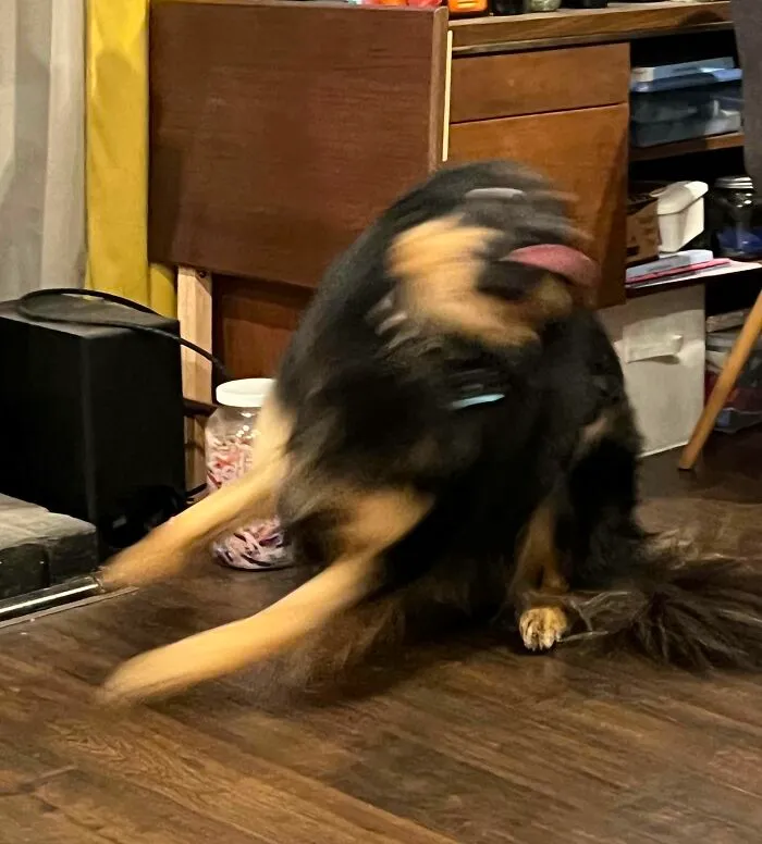 La niñera de mi perro me envió esta obra de arte sin ningún contexto