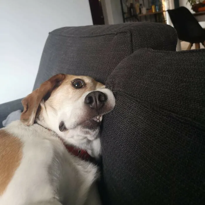 Su nombre es Dug