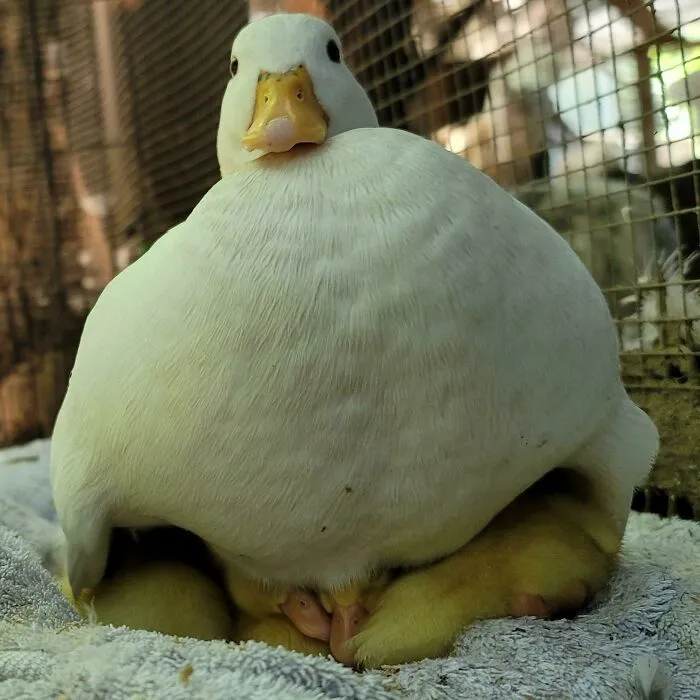 My Borb And Her Borbettes