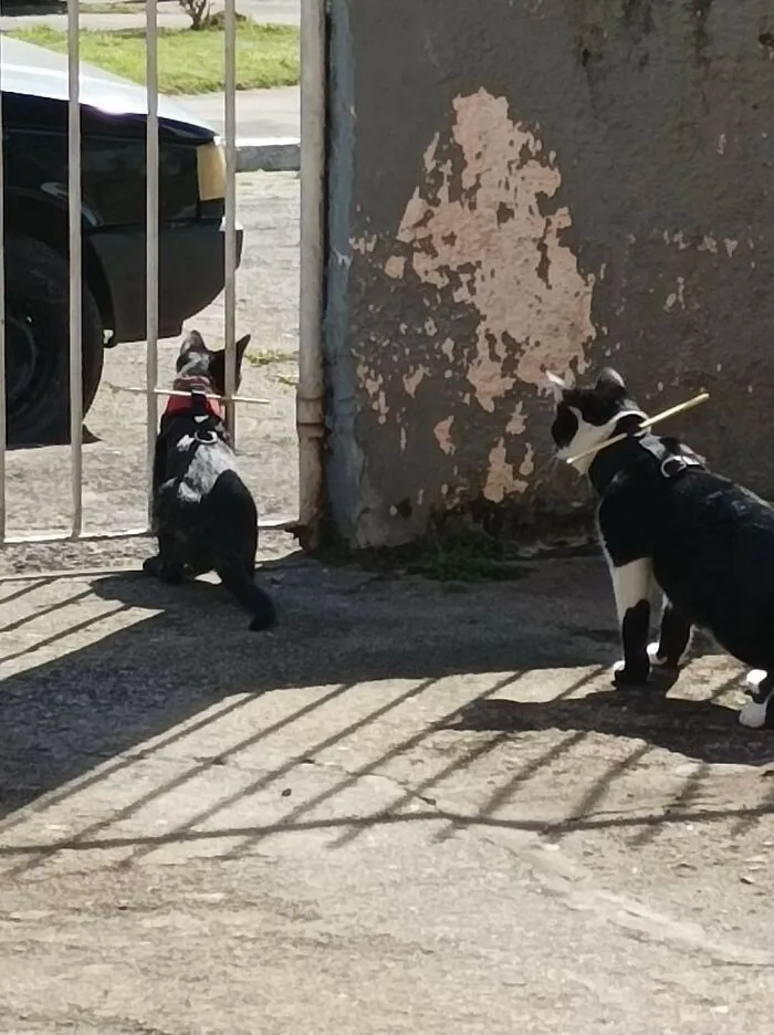 Este palo impide que los gatos salgan fuera