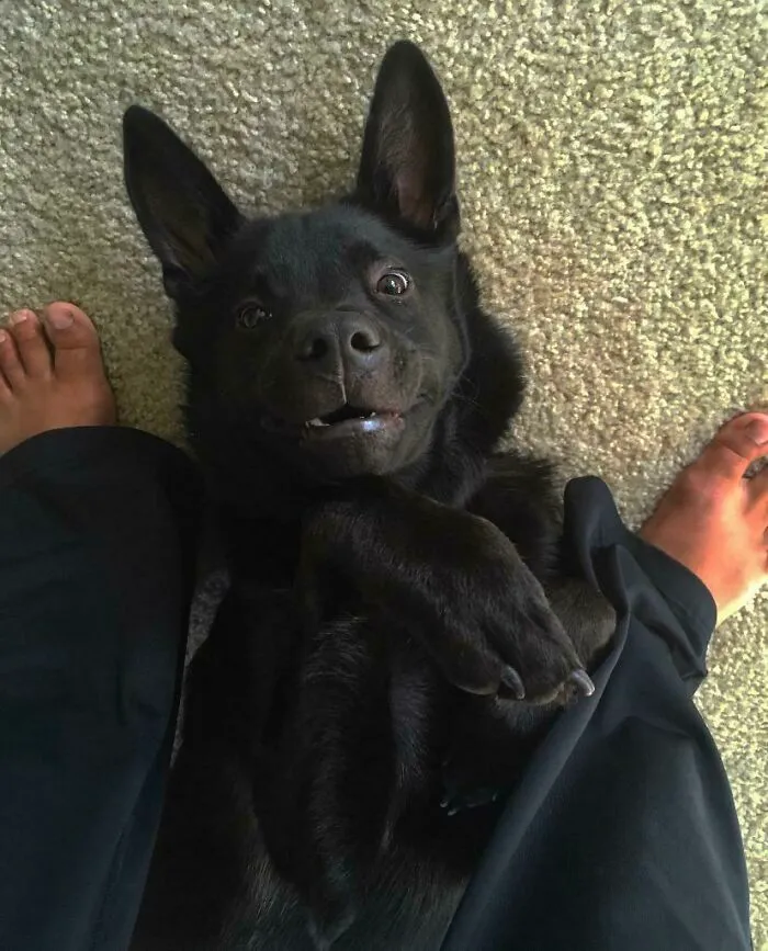 Found A Giant Bat On My Floor!