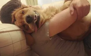 Most Heckin’ Heart-Melting Puppers, As Shared On The 'Rare Puppers' Online Group