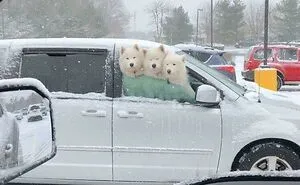 Most Heckin’ Heart-Melting Puppers, As Shared On The 'Rare Puppers' Online Group