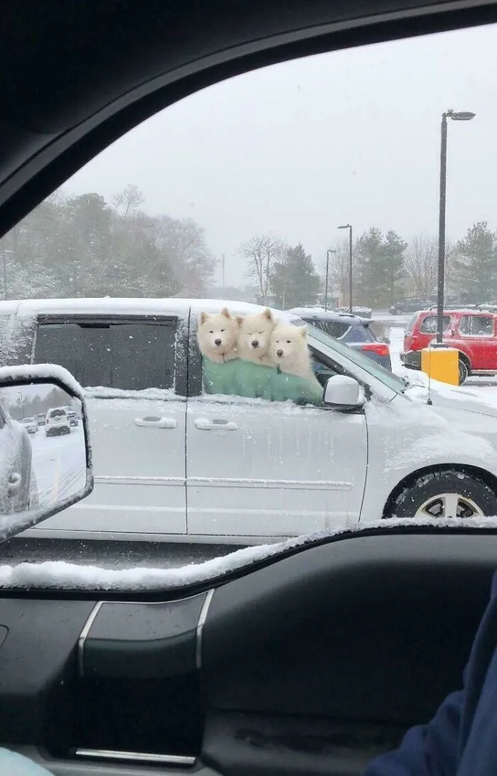 Snow Bois In Natural Habitat