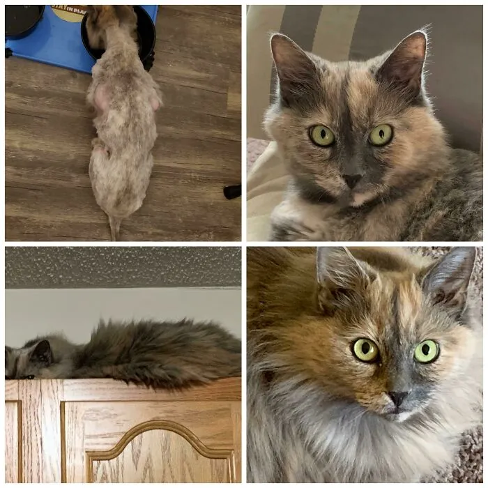This Senior Declawed Girl Was Living In A Hotel Storm Drain Starving