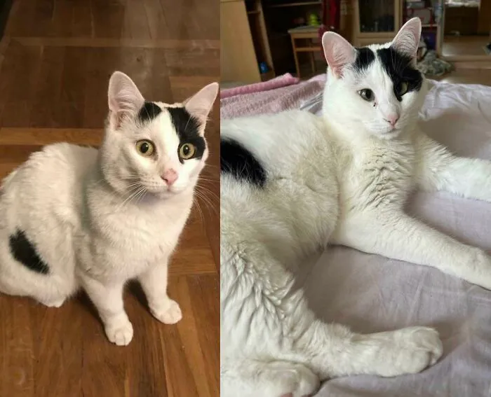 Antes y después de la adopción… Lo encontraron dentro de una bolsa en la basura hace 4 años