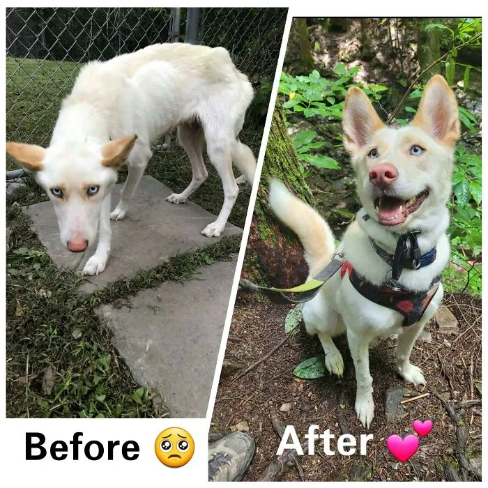 Iris Was Found As A Starving And Terrified Stray Wandering With Her 6 Pups In Rural Virginia