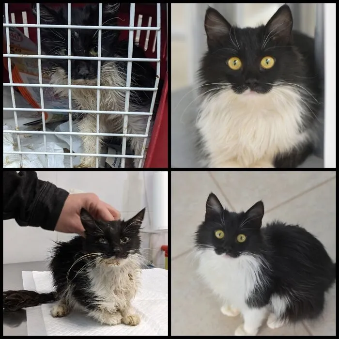 I Fostered A Lot Of Stray Babies In Need This Past Year. This Special Girl Is One Of The Last Ones The Fate Has Met Me With