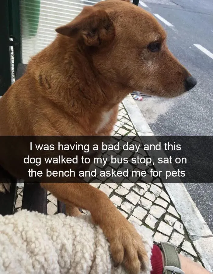 Scritches For The Goodest Boi
