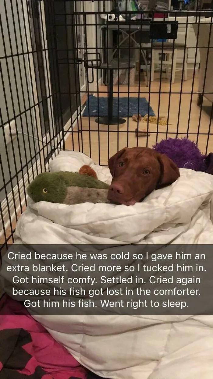 He’s Too Pure!
