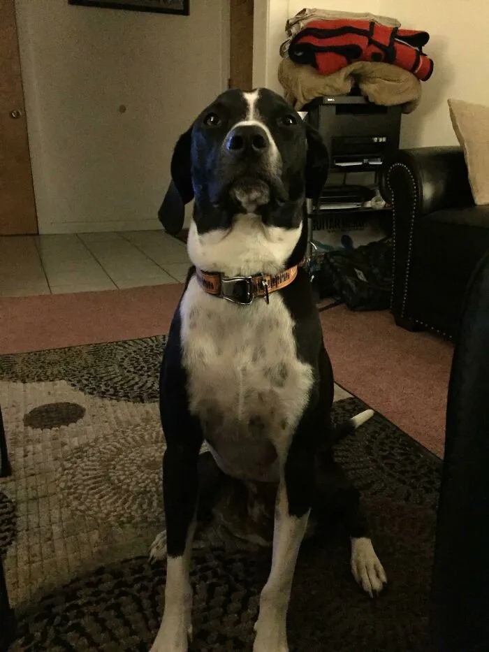 Esta noche este chico me ladró durante treinta minutos para que lo sacara a pasear de que acababa de salir. Resultó que teníamos una fuga de gas en nuestro apartamento y sólo quería que saliéramos. Él es de P L E N A C O N F I A N Z A y está recibiendo mimos extra