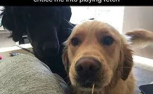 Most Heckin’ Heart-Melting Puppers, As Shared On The 'Rare Puppers' Online Group