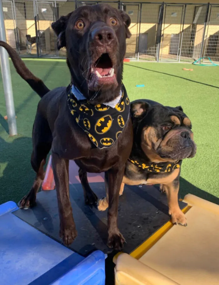 My Dog's Daycare Captured This Gem 