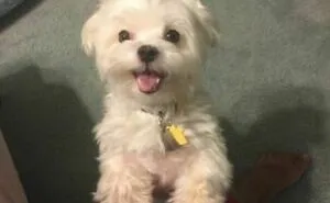 Most Heckin’ Heart-Melting Puppers, As Shared On The 'Rare Puppers' Online Group