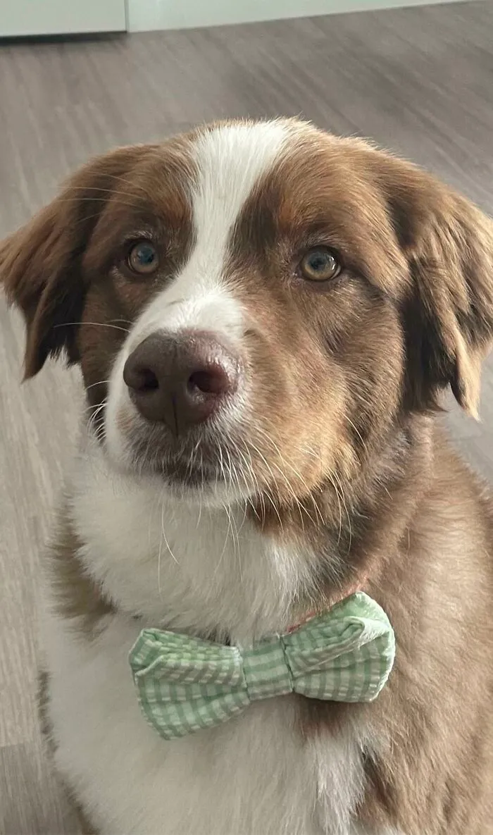 Tonight This Goodest Boy Alerted Me To Man Trying To Break In - Then Chased Him Over A Fence