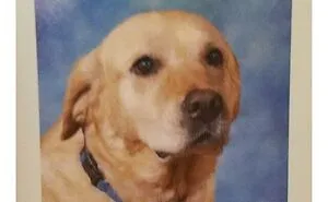 Most Heckin’ Heart-Melting Puppers, As Shared On The 'Rare Puppers' Online Group