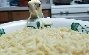 50 Parrots That Prove There Is Never A Dull Moment When Owning Them As A Pet