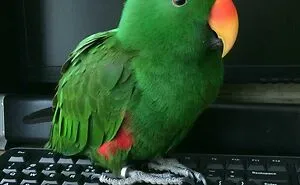50 Parrots That Prove There Is Never A Dull Moment When Owning Them As A Pet