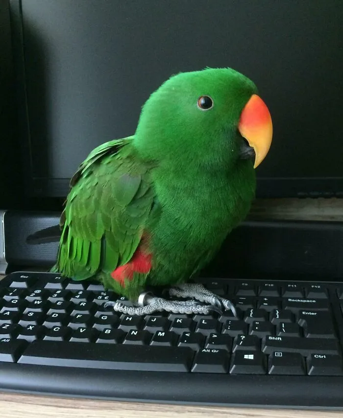 My Pet Birb Being Cute