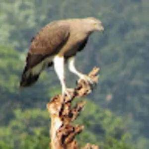 URZALA