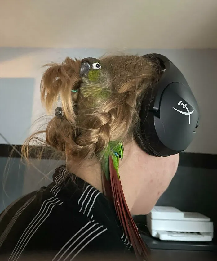 I Was Minding My Own Business When I Suddenly Became A Bird Nest