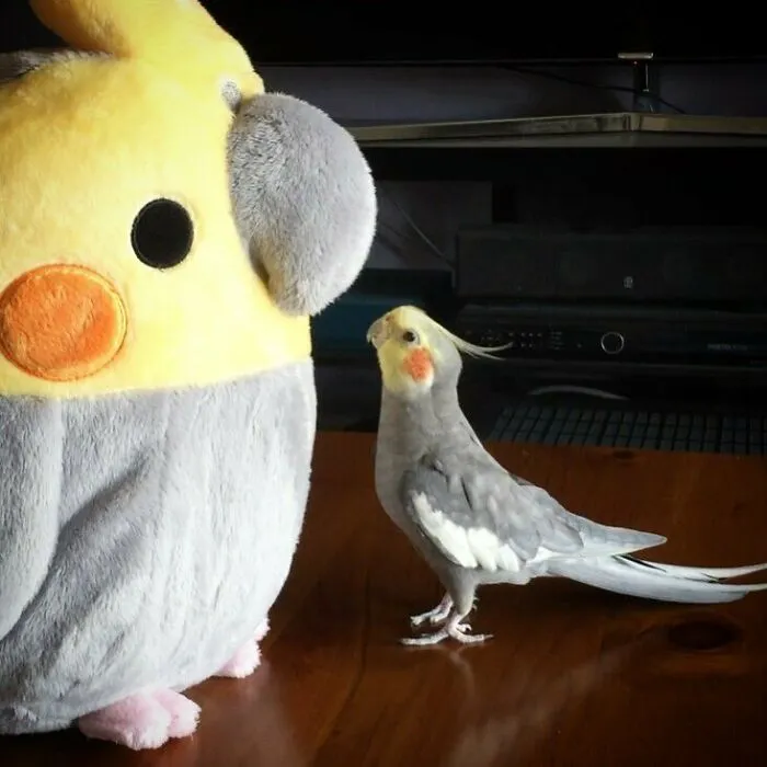 Hello Large Friend
