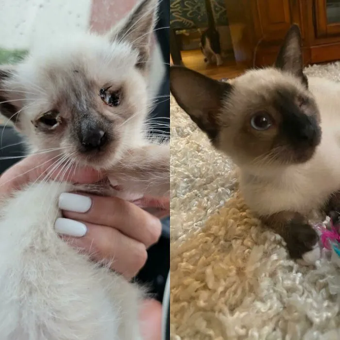 ¡Este es Jack! Lo encontraron en la calle, pesaba 170 gramos y tenía infecciones en ambos ojos. ¡Ahora es un niño sano con casi 2 kilos y le falta un ojito!