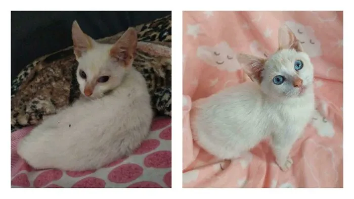 ¡Desearía tener mejores fotos del antes! Hay un mes de diferencia entre ambas fotos