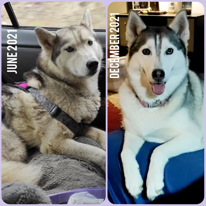 Luna Has Been With Us For 6 Months Now! She Was So Dirty, Matted, Scared/Angry, And In A Lot Of Pain From An Injury And Abuse 