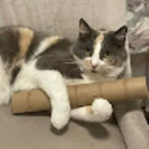 CringeCat9