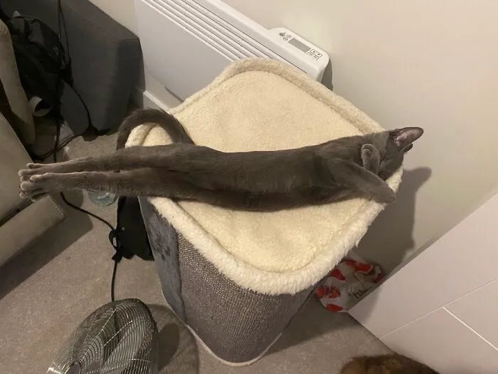 My Cat Likes To Sleep In A Perfectly Straight Line