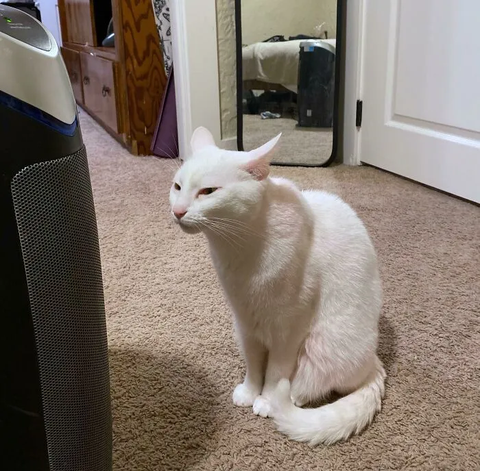 Whenever We Turn A Fan Or Air Filter On Our Little Girl Goes And Sits Right In Front Of It And Makes Her ‘Fan Face’