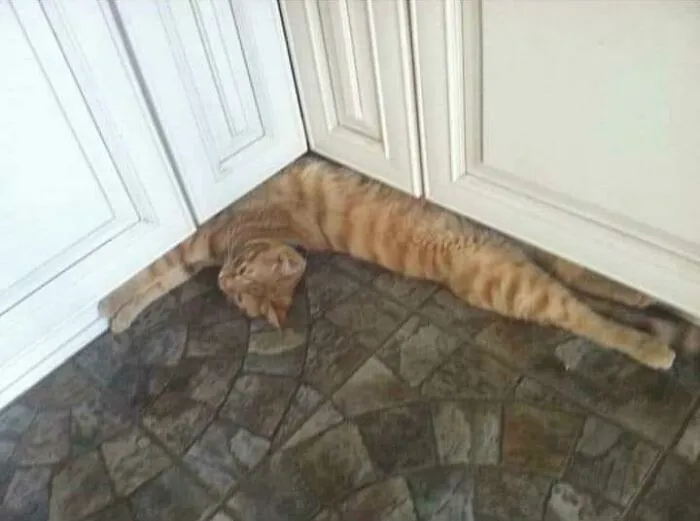 90 Degree Kitty