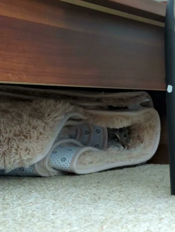 Searched The Whole House For Her, Found This