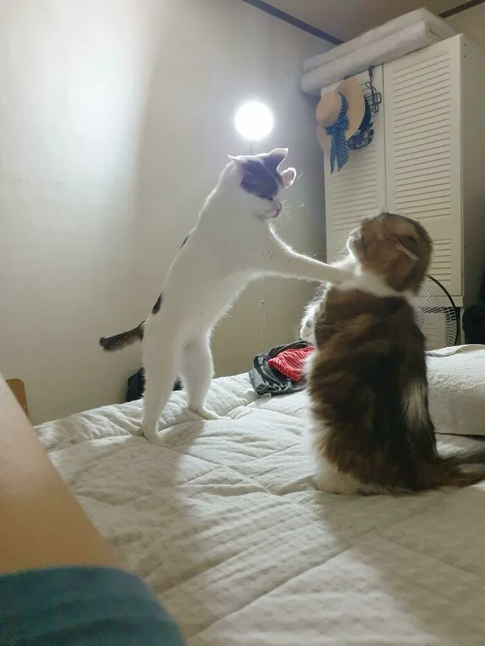 Mis gatos han elegido el camino de la violencia