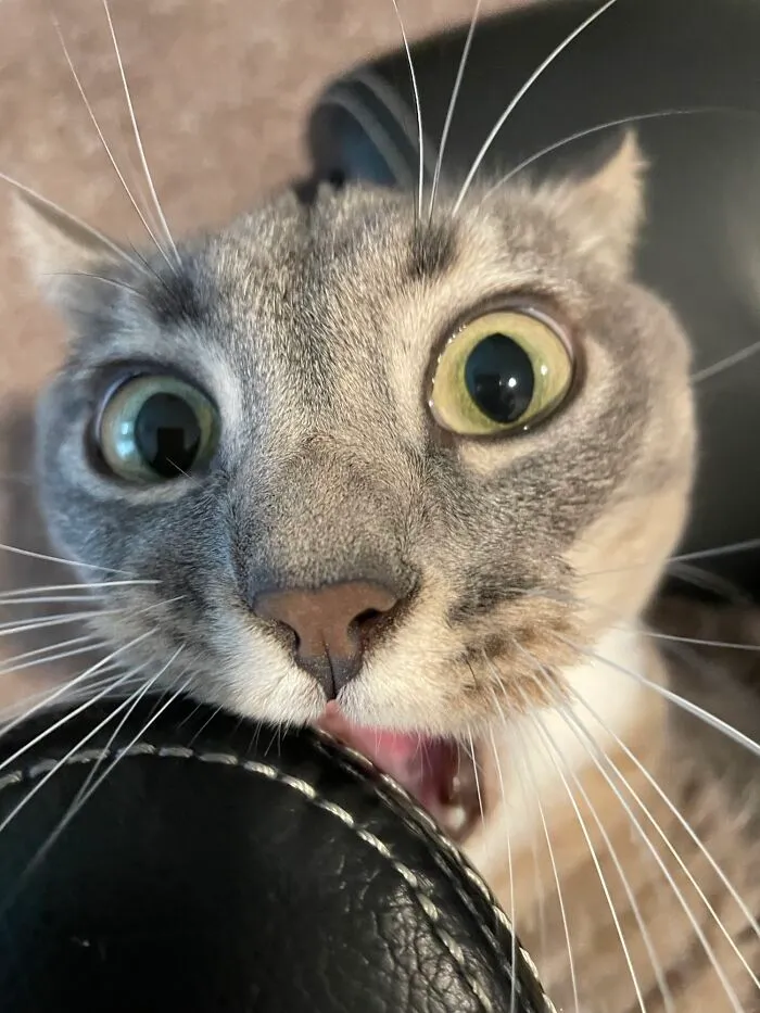 Every Single Day I Think I Can’t Possibly Get A Funnier Picture Of Her. Every Single Day She Proves Me Wrong