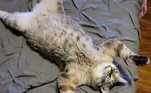 50 Times Cats Made Their Owners Wonder “What’s Wrong With My Cat” (New Pics)