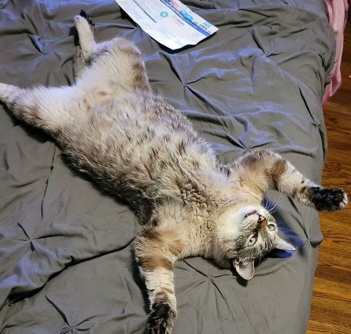 Am Cat. But Sometimes Wonder… Why Am Cat?