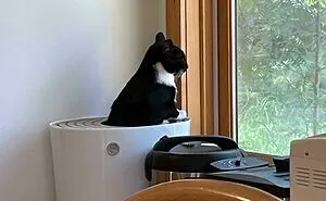 50 Times Cats Made Their Owners Wonder “What’s Wrong With My Cat” (New Pics)
