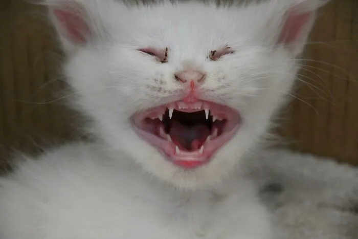 No estoy seguro de si tengo un gatito o un demonio