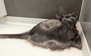 50 Times Cats Made Their Owners Wonder “What’s Wrong With My Cat” (New Pics)