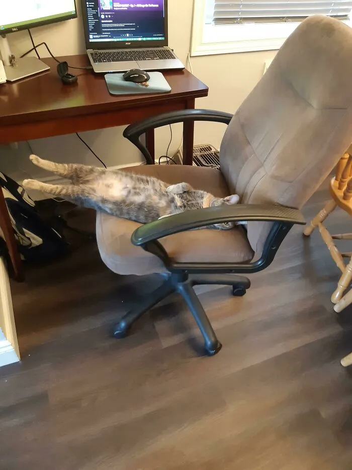 No One Taught Her How To Use The Chair
