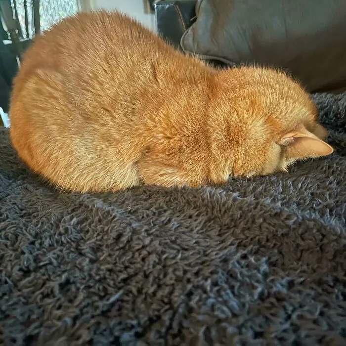 Duerme así para mantener su nariz calentita