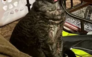 50 Times Cats Made Their Owners Wonder “What’s Wrong With My Cat” (New Pics)